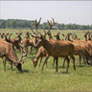 hertenboerderij